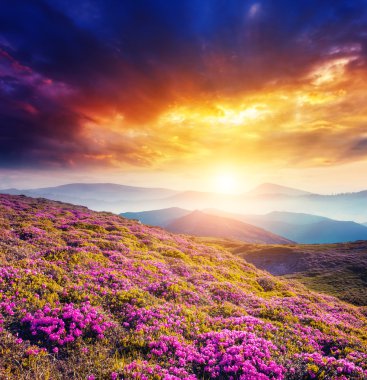 Pembe ormangülü çiçek muhteşem manzarası