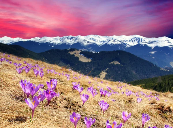 Colina de la montaña con flores de color púrpura — Foto de Stock