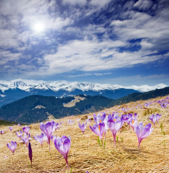 Mountains hill with purple flowers — Stock Photo, Image