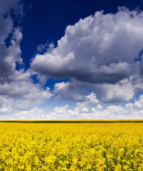 Gelbes Feld und bewölkter Himmel — Stockfoto