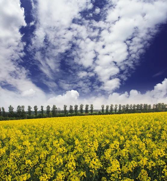 Žluté pole a zamračená obloha — Stock fotografie