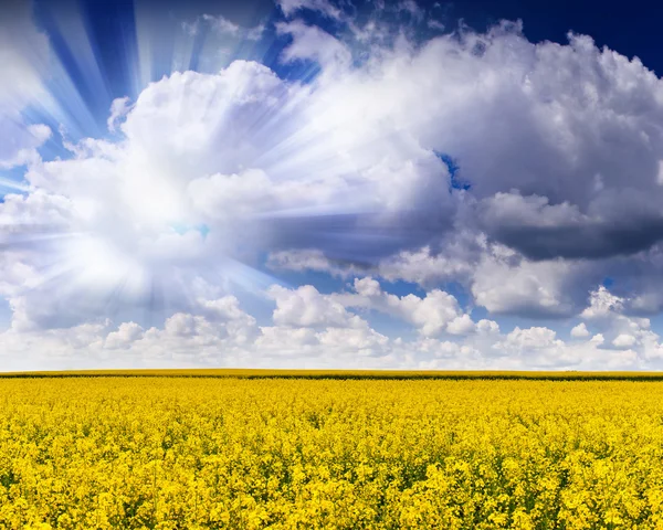 Yellow field and cloudy sky — Stock Photo, Image