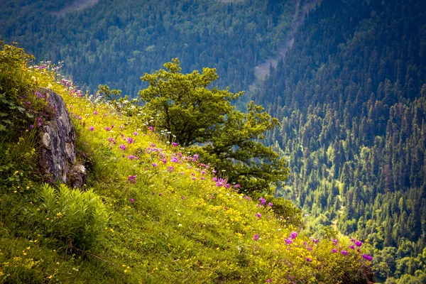 Excelente vista sobre os prados alpinos — Fotografia de Stock