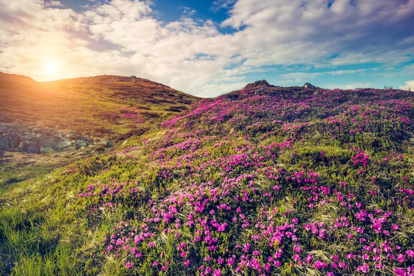 Blick auf die magische Rhododendron-Blüten — Stockfoto