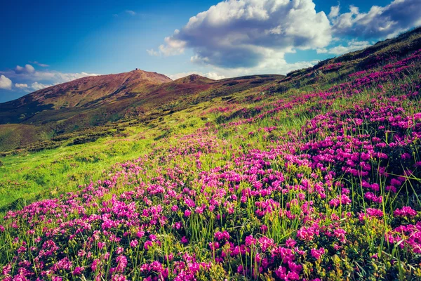 Flores de rododendro rosa en colina. — Foto de Stock