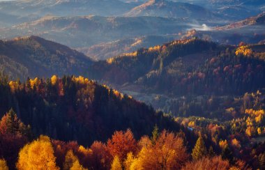Görkemli ağaçları ile güneşli kirişler