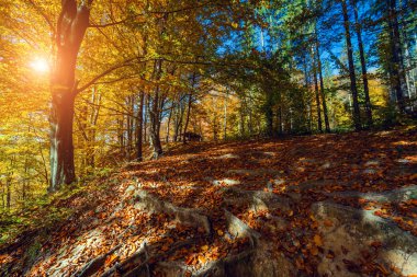 Görkemli particolored orman