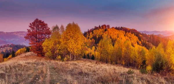 Majestueuze bomen met zonnige balken — Stockfoto