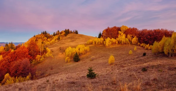 Majestic trees with sunny beams — Stock Photo, Image