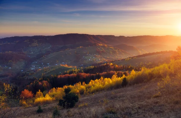 Majestätische Bäume mit sonnigen Lichtstrahlen — Stockfoto