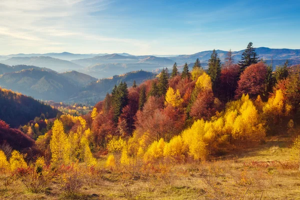 Majestätische Bäume mit sonnigen Lichtstrahlen — Stockfoto