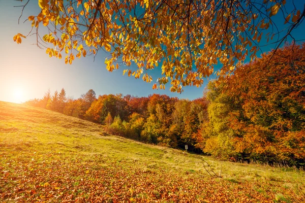 Majestätische Bäume mit sonnigen Lichtstrahlen — Stockfoto