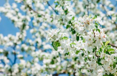 çiçek açması elma bahçesi