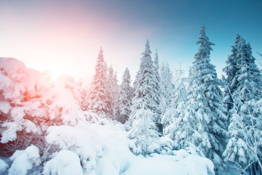 görkemli kış manzarası