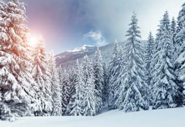 görkemli kış manzarası