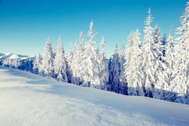 görkemli kış manzarası