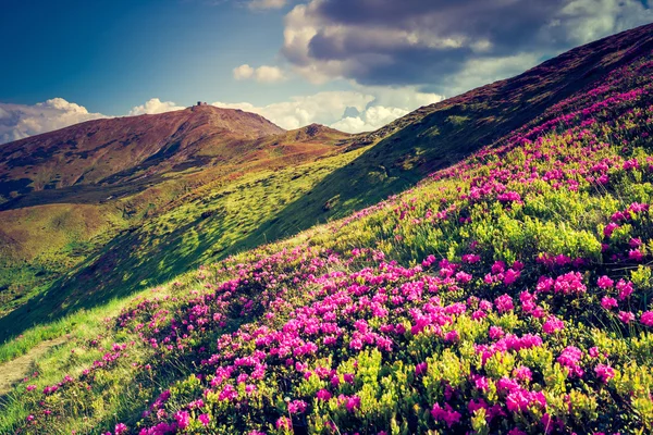 View of magic pink rhododendron flowers — ストック写真