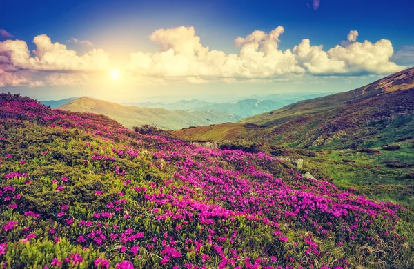 View of magic pink rhododendron flowers —  Fotos de Stock