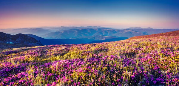 View of the magic pink rhododendron flowers — Stock Photo, Image