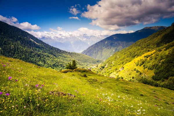 Alpine meadows muhteşem manzarası — Stok fotoğraf