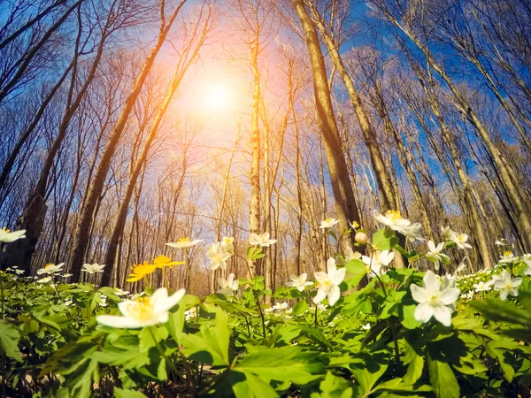 Фантастический лес с цветами — стоковое фото