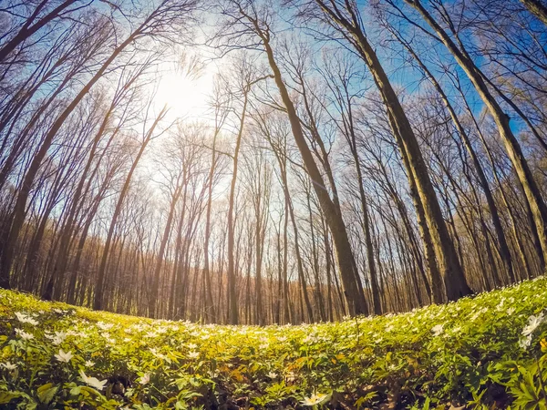 Forêt fantastique avec des fleurs — Photo