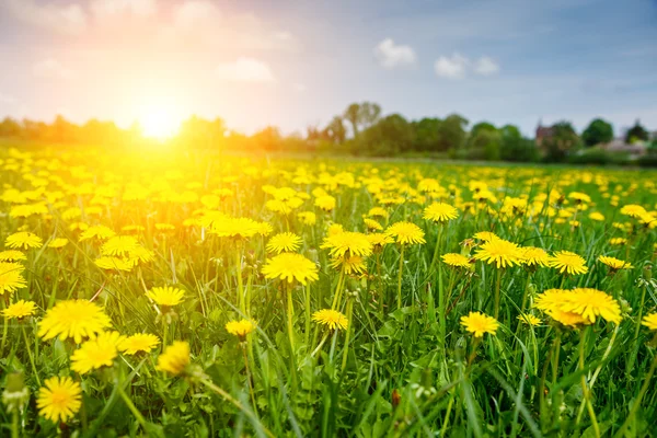 Field with yellow dandelions flowers — Stock fotografie