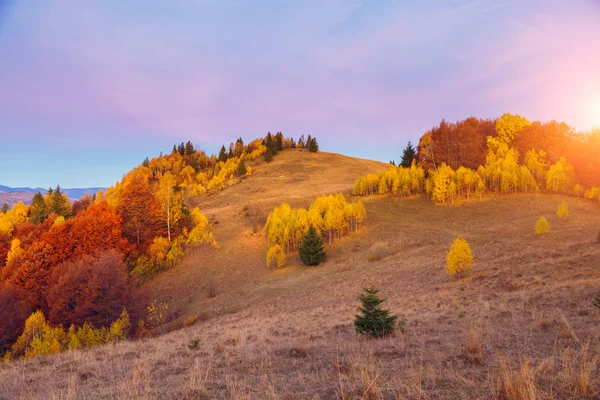 Majestueuze bomen met zonnige balken — Stockfoto