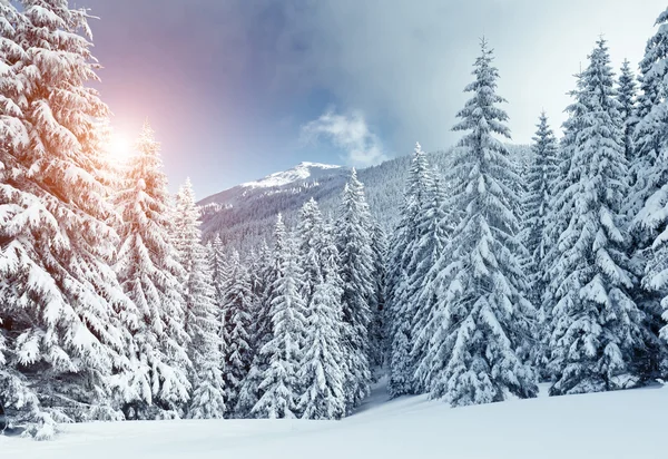 görkemli kış manzarası