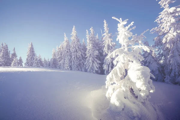 Majestätische Winterlandschaft — Stockfoto