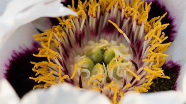 taze pembe Şakayık çiçeği closeup Bush.