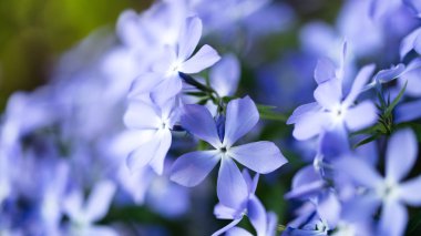 Doğa zemin üzerine mavi çiçekler. 