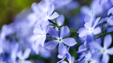 Blue flowers on nature background.  clipart