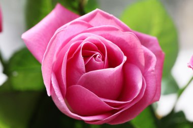 Gül çiçek portre.