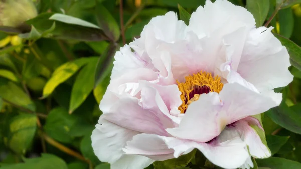Verse roze pioen bloem close-up op de bush. — Stockfoto