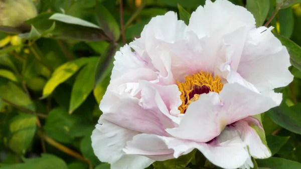 Färsk rosa pion blomma närbild på busken. — Stockfoto