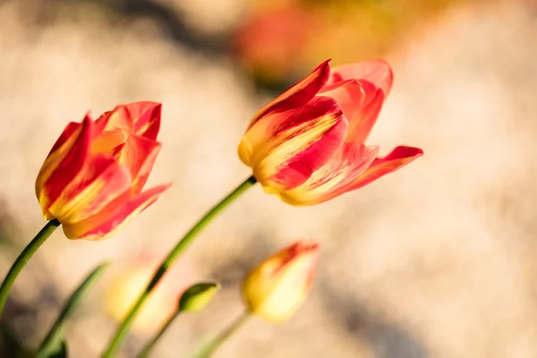 Florecientes flores de primavera tulipanes a la luz del sol . — Foto de Stock