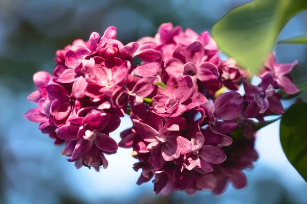 Lilac flowers with green leaves in spring day. — Stock Photo, Image