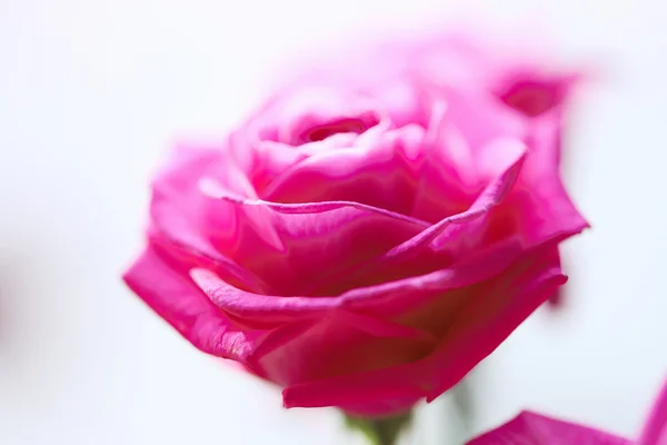 Rosa flor primer plano . — Foto de Stock