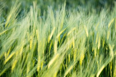 Yeşil buğday tarlası.