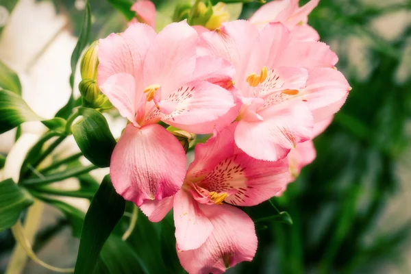Mooie roze bloemen in de tuin. — Stockfoto