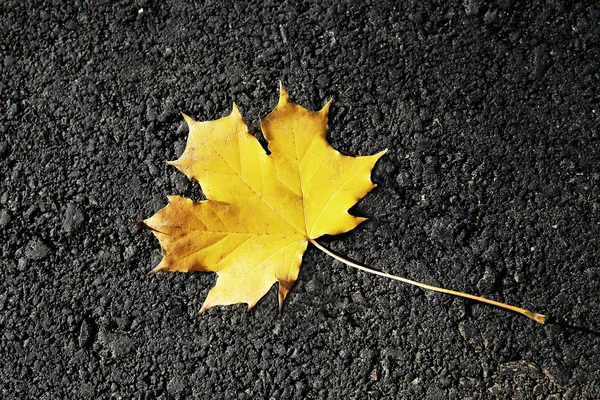 Hoja caída en el camino en otoño. —  Fotos de Stock