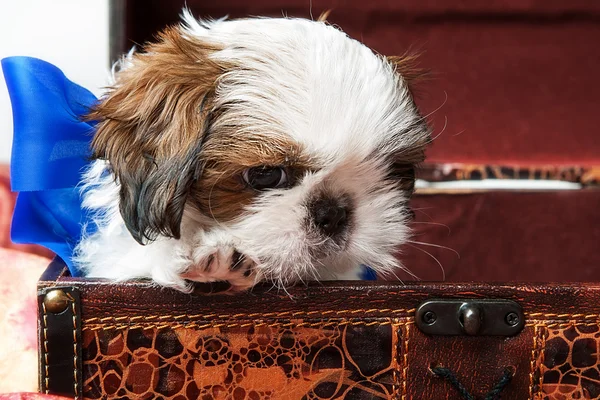 Perro de cresta chino. Cachorro soplo de polvo . —  Fotos de Stock