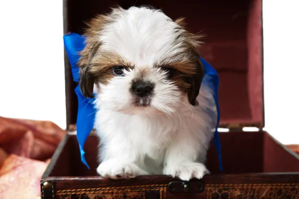 Chinese crested dog. Poeder puff puppy. — Stockfoto