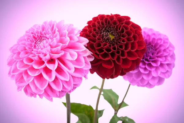 Drei schöne Chrysanthemen isoliert auf rosa Hintergrund. — Stockfoto