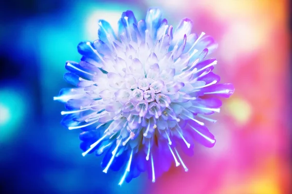 Blue abstract flower blossom. — Stock Photo, Image