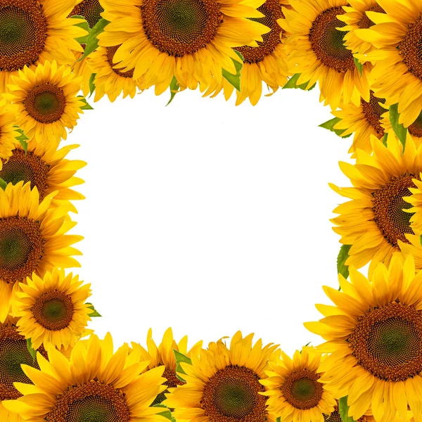 Girasol — Foto de Stock