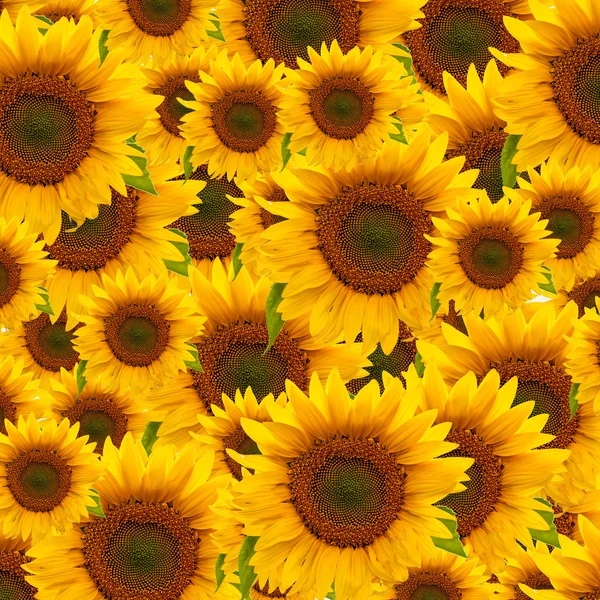 Zonnebloemen — Stockfoto