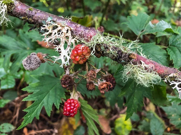 Himalayan Blackberry Rubus Armeniacus Species Rubus Native Armenia Northern Iran — Stock Photo, Image