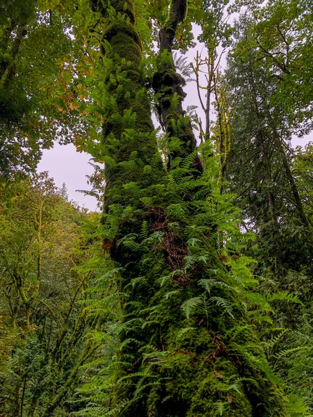 Saint Edward State Park Parque 128 Hectáreas Kenmore Washington Kirkland — Foto de Stock